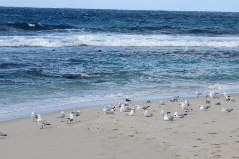 Local Seagulls